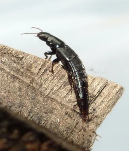 Quedius levicollis - photo 2