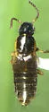 Quedius limbifer