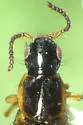 Quedius limbifer - photo 2