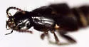 Quedius marginalis - photo 3