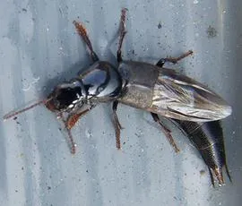 Quedius mesomelinus - Quedius mesomelinus