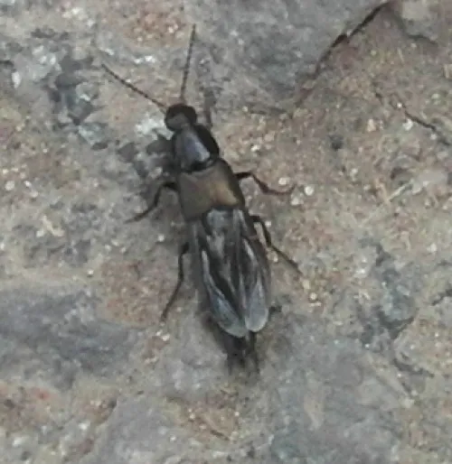 Quedius mesomelinus - photo 2