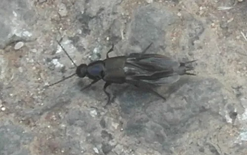 Quedius mesomelinus - photo 3