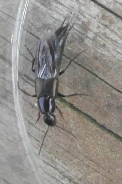 Quedius mesomelinus - photo 4
