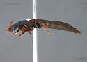Quedius molochinoides - photo 2