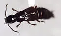 Quedius montanicus - Quedius montanicus