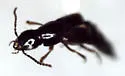 Quedius montanicus - photo 2