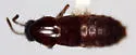 Quedius mordax
