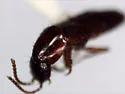 Quedius mordax - photo 2