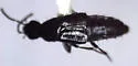 Quedius nevadensis - Quedius nevadensis