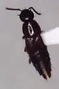 Quedius oculeus - Quedius oculeus