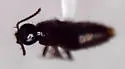 Quedius oculeus - photo 2