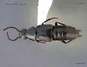 Quedius pediculus