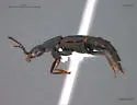 Quedius pediculus - photo 2