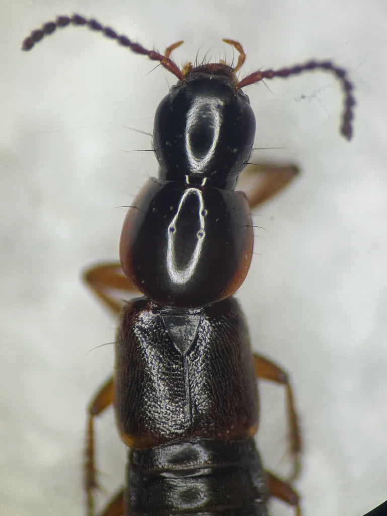 Quedius pellax - photo 2