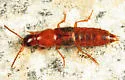 Quedius peregrinus - photo 2