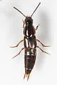 Quedius peregrinus - photo 4