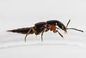 Quedius peregrinus - photo 5