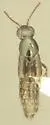 Quedius prostans