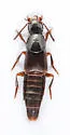 Quedius rusticus - Quedius rusticus