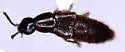 Quedius seriatus - Quedius seriatus