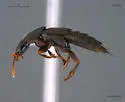 Quedius simulator - photo 2