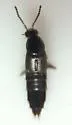 Quedius virginicus - Quedius virginicus