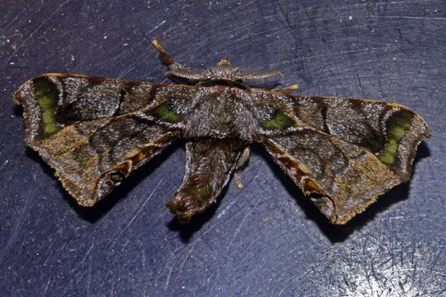 Quentalia chromana