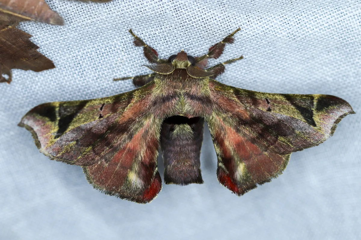 Quentalia numalia - photo 3