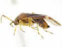 Quernocoris caliginosus - photo 2
