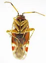 Quernocoris caliginosus - photo 3