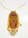 Quernocoris caliginosus - photo 4