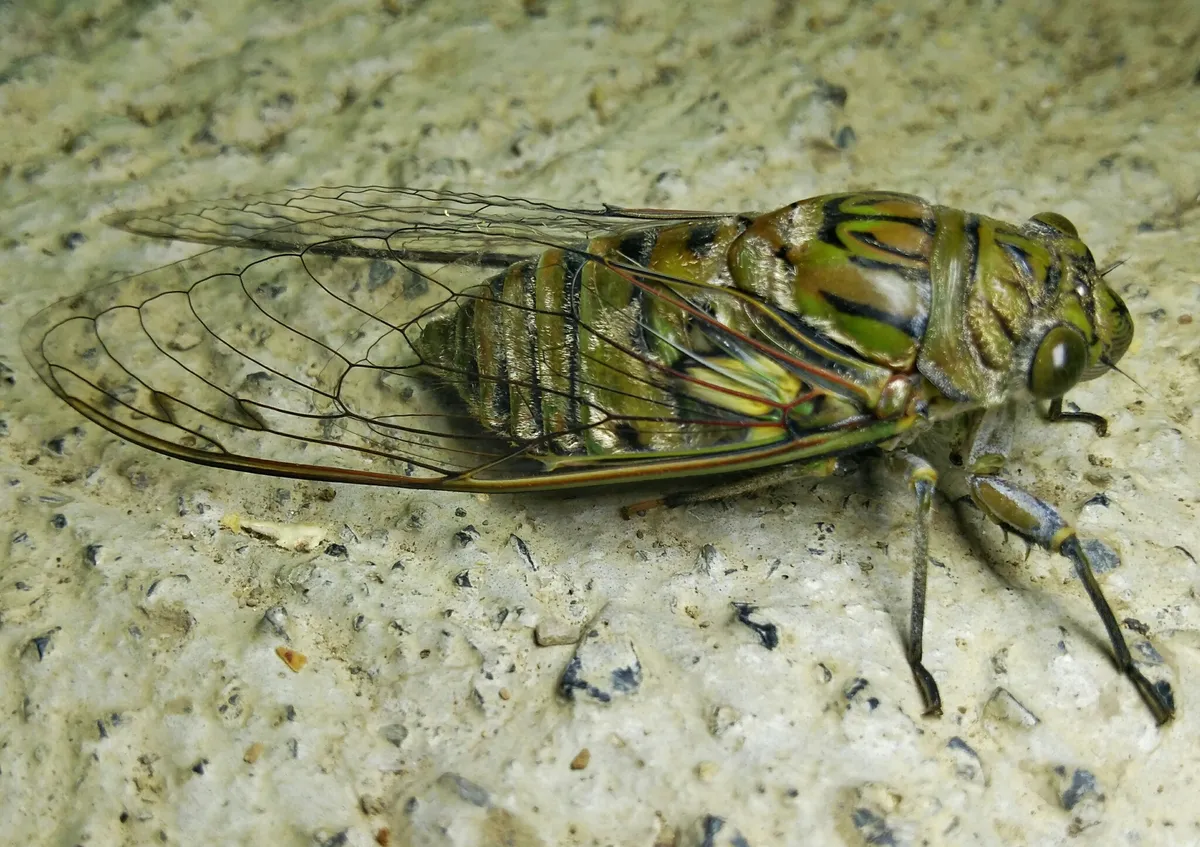 Giant Cicada - Quesada gigas