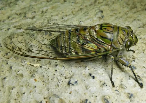 Giant Cicada - photo 3