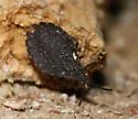 Quilnus heidemanni