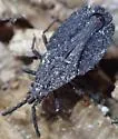 Quilnus heidemanni - photo 2