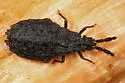 Quilnus niger