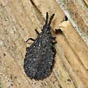 Quilnus niger - photo 4
