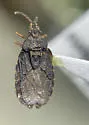 Quilnus usingeri