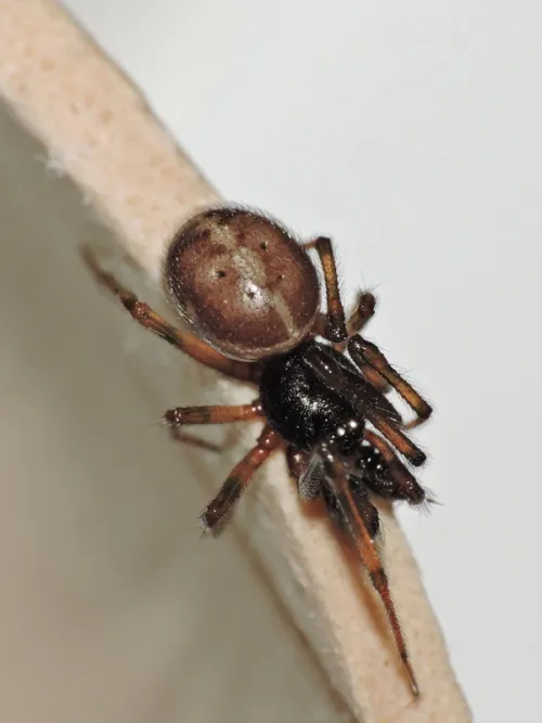 Rabbit Hutch Spider - photo 2