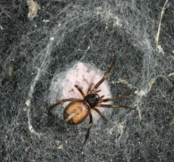 Rabbit Hutch Spider - photo 3