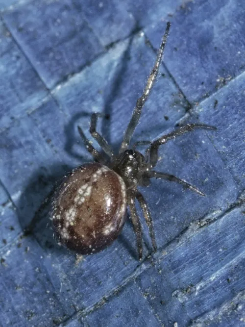 Rabbit Hutch Spider - photo 4