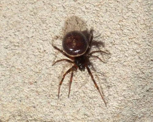 Rabbit Hutch Spider - photo 5