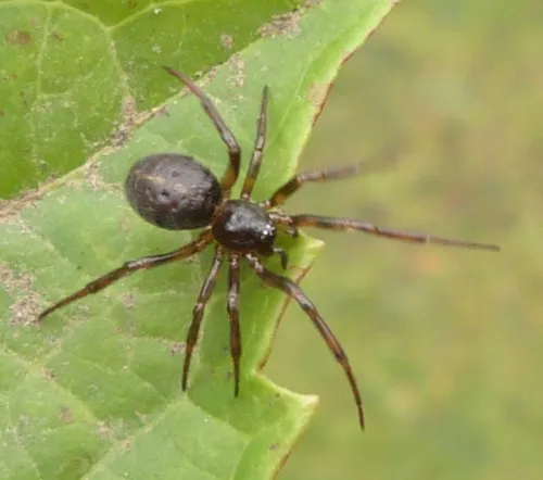 Rabbit Hutch Spider - photo 7