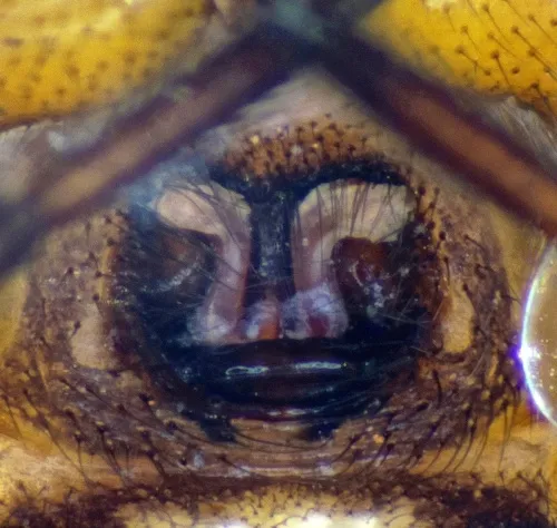 Rabbit Hutch Spider - photo 8