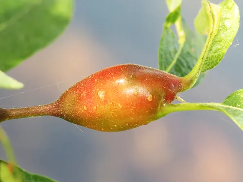 Willow Beaked-Gall Midge