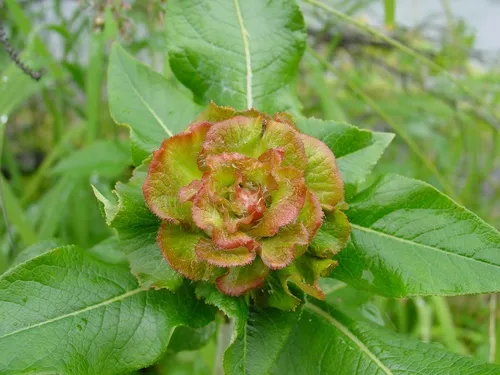 Willow Rose Gall Midge