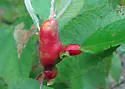 Potato Gall Midge