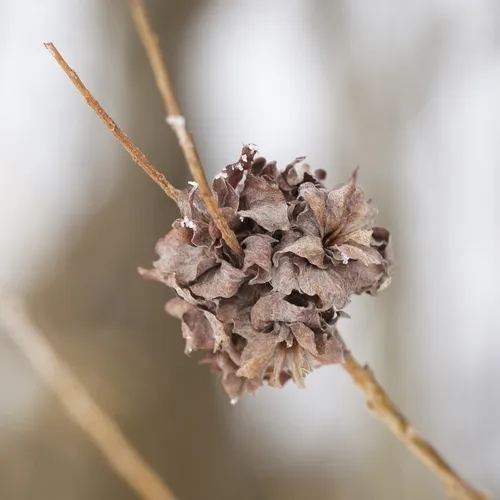 Willow Rosette Gall Midge