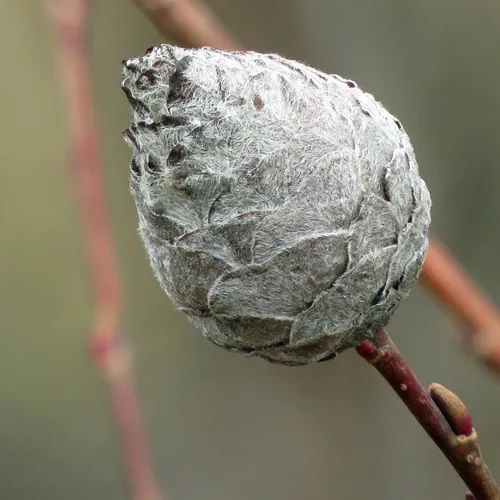 Willow Pinecone Gall Midge - photo 2